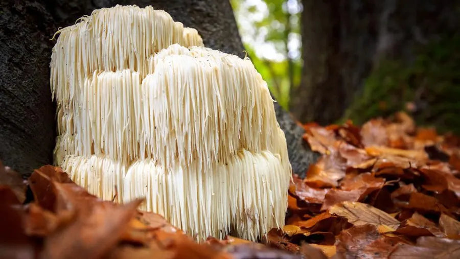 Lions mane mushroom health benefits